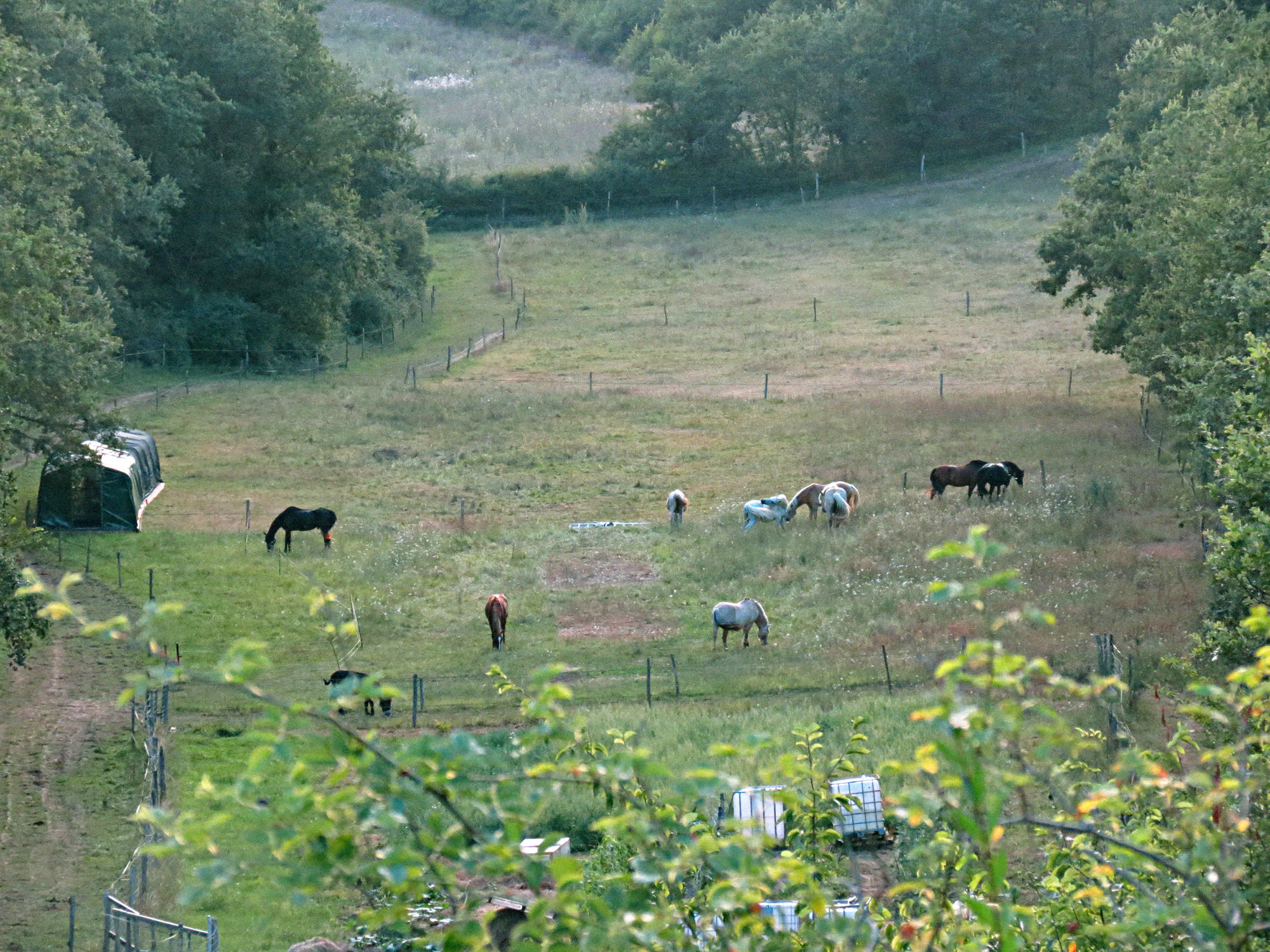 cheval-poulailler-mobile