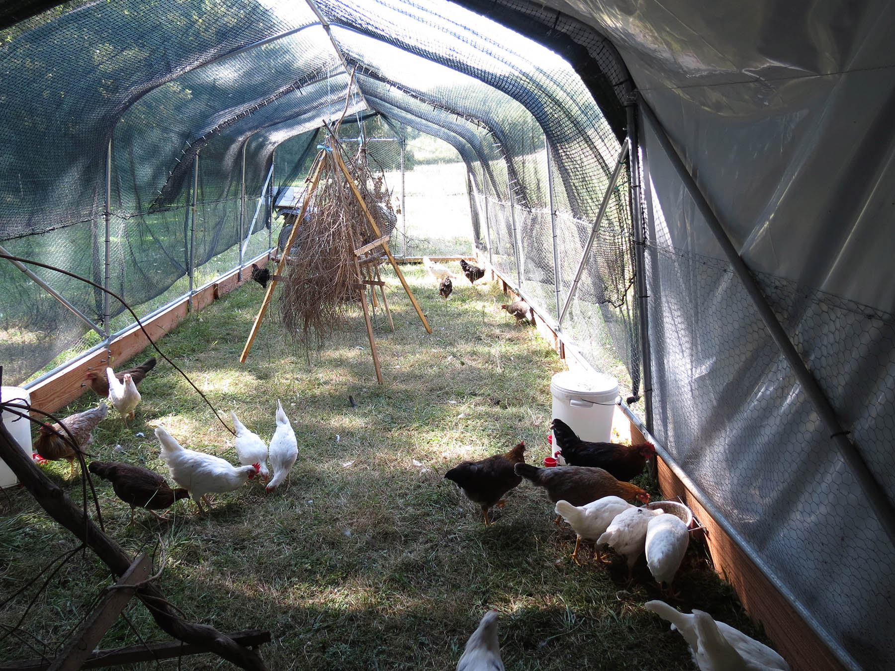 serre-mobile-poules-pondeuses-bio